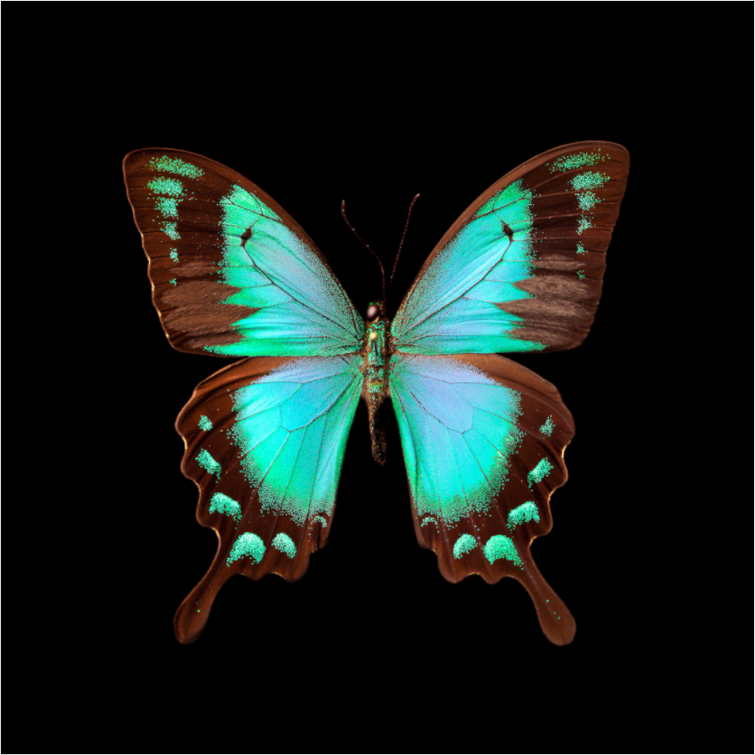 FLY - LIMITED EDITION: 150