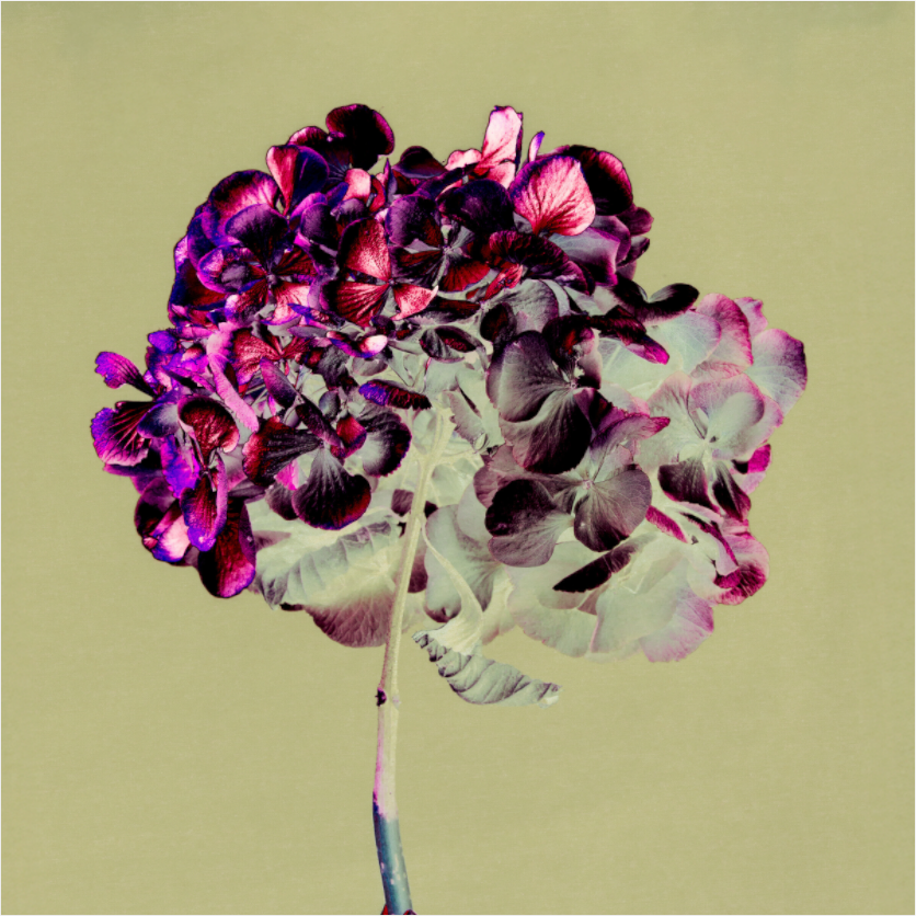 Hydrangea 2 - LIMITED EDITION: 150