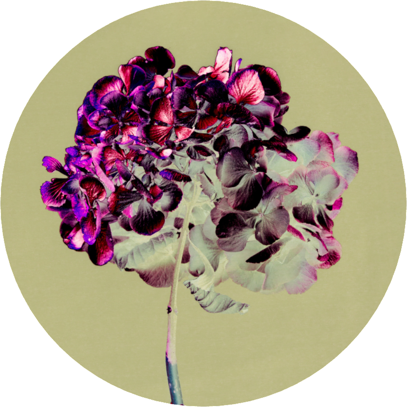 Hydrangea 2 - LIMITED EDITION: 150