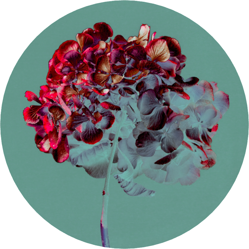 Hydrangea 1 - LIMITED EDITION: 150