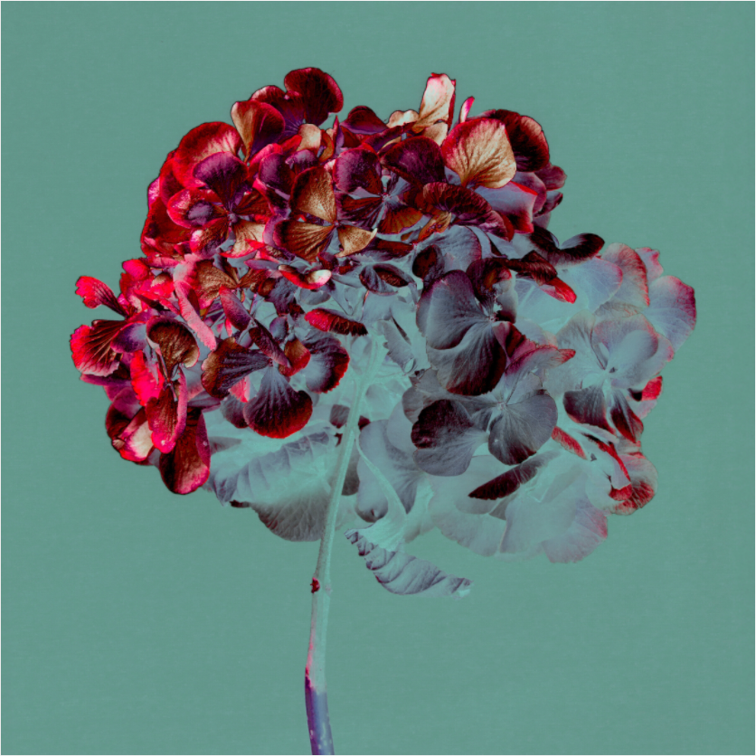 Hydrangea 1 - LIMITED EDITION: 150