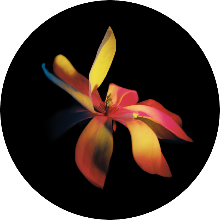 Survivor 1 - LIMITED EDITION: 150