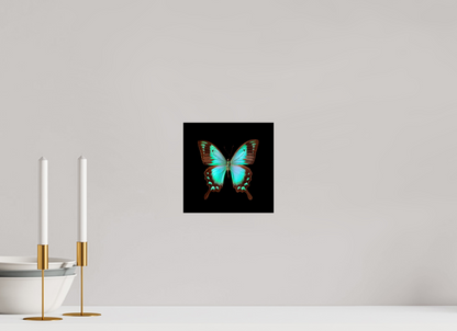 Fly