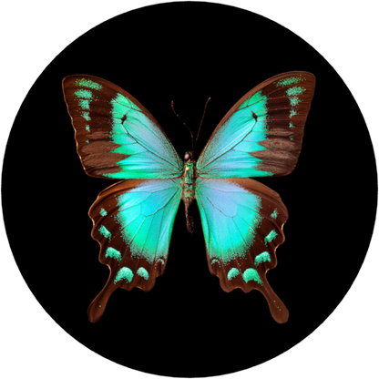 Fly