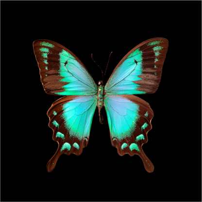 Fly