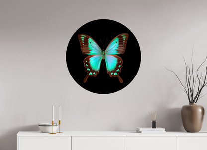 Fly