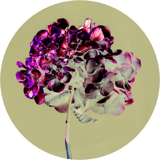 Hydrangea 2 - LIMITED EDITION: 150