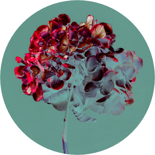 Hydrangea 1 - LIMITED EDITION: 150