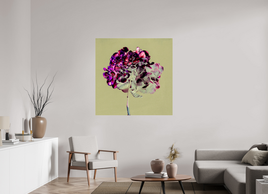 Hydrangea 2 - Square