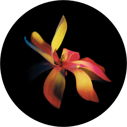 Survivor 1 - LIMITED EDITION: 150