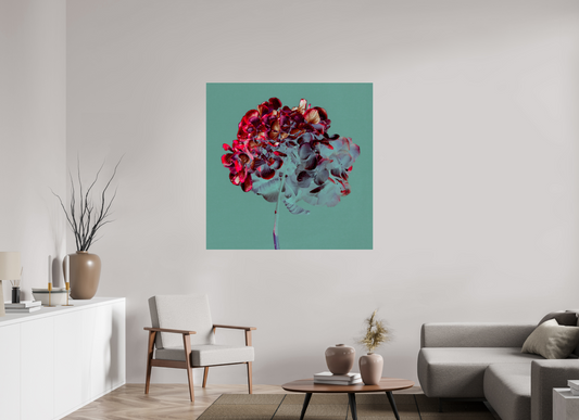 Hydrangea 1 - Square